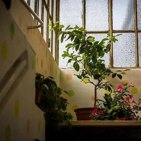아파트 Orchidea Reale *